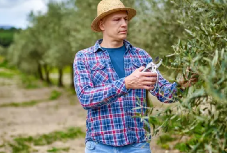 Winemaker walking through organic vine rows